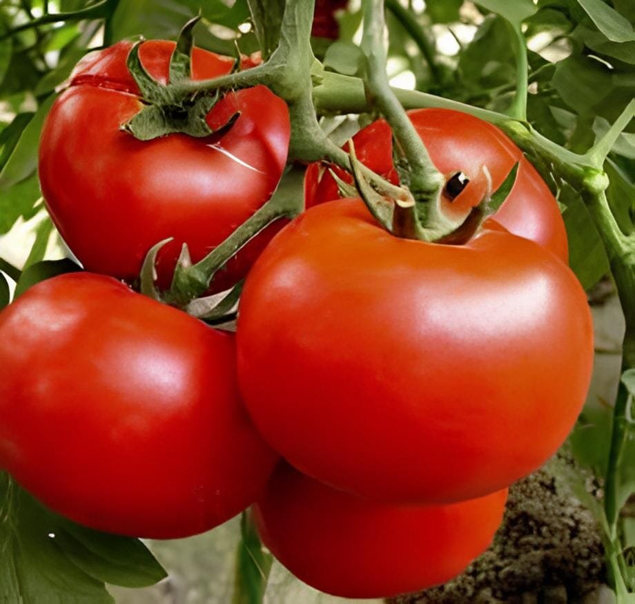 10 Seeds Tomato Giant Pinkish Red 'Jingdu No.1' Vegetable