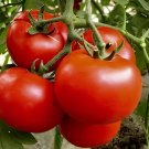 10 Seeds Tomato Giant Pinkish Red 'Jingdu No.1' Vegetable