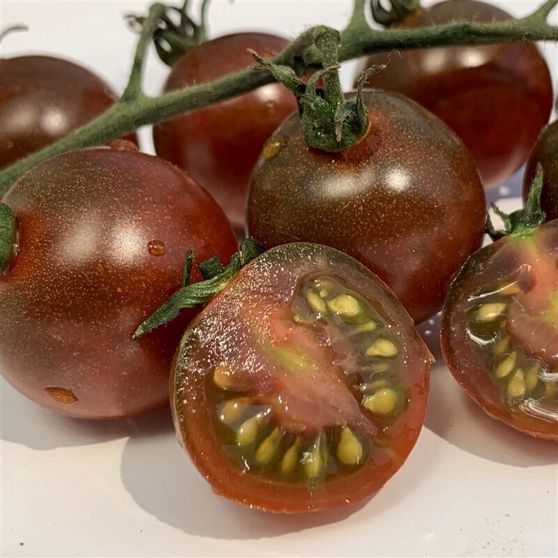 600 Seeds Tomato Coffee Color with Brown Stripes 'Zicai' Vegetable