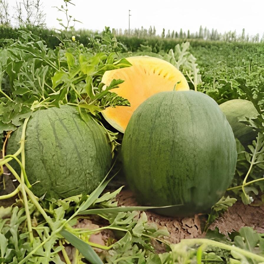 80 Seeds Yellow Gift Watermelom