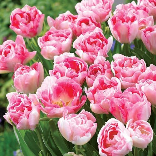10 Seeds Peony Tulip-typed Ball Shrub Flower