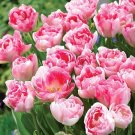 10 Seeds Peony Tulip-typed Ball Shrub Flower