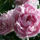 10 Seeds Peony Light Pink Petals Crested Flower