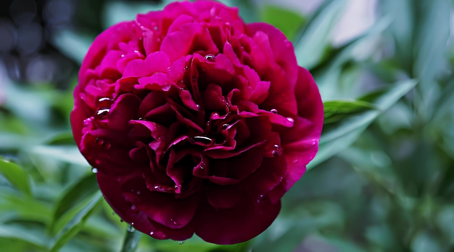 10 Seeds Peony Deep Red Petals Long Hairy Centre Flower