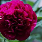 10 Seeds Peony Deep Red Petals Long Hairy Centre Flower