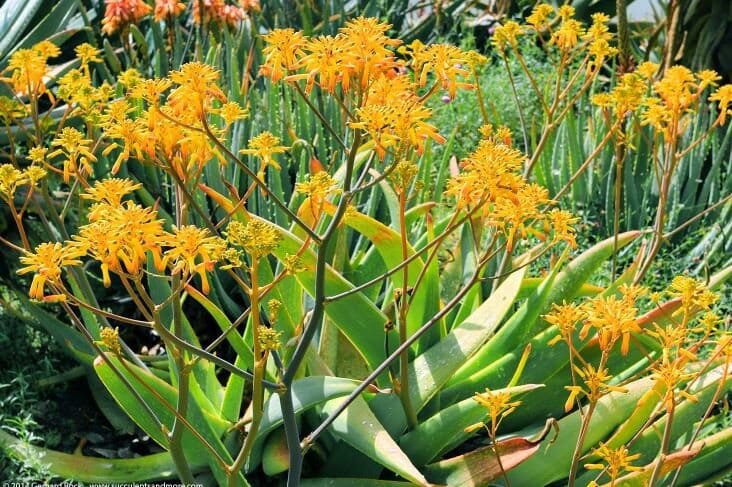 20 Seeds Aloe Buhrii Garden Plants - Rare Potted Plants