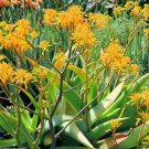 20 Seeds Aloe Buhrii Garden Plants - Rare Potted Plants