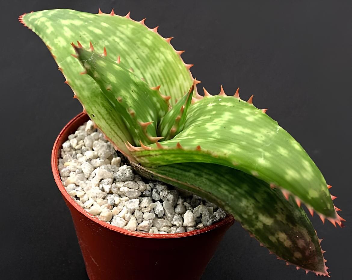 20 Seeds Aloe Branddraaiensis Garden Plants - Rare Potted Plants
