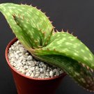 20 Seeds Aloe Branddraaiensis Garden Plants - Rare Potted Plants