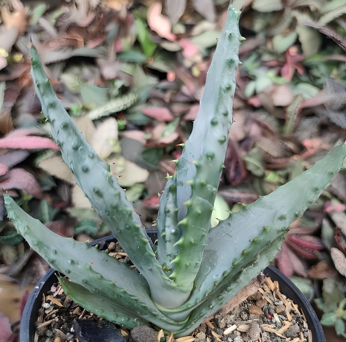 20 Seeds Aloe Marlothii Garden Plants - Rare Potted Plants