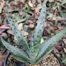 20 Seeds Aloe Marlothii Garden Plants - Rare Potted Plants
