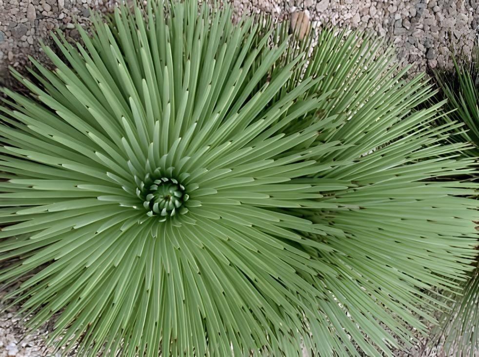 20 Seeds Agave Stricta Seeds/Hedgehog Agave-agave