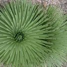 20 Seeds Agave Stricta Seeds/Hedgehog Agave-agave