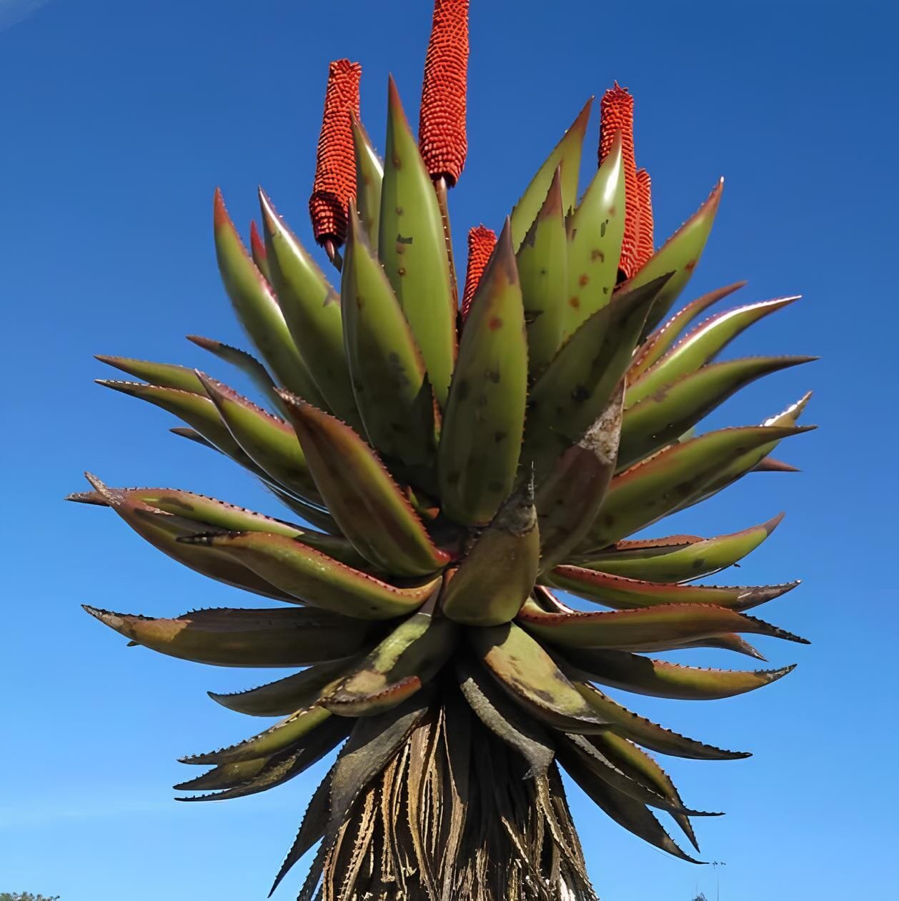 20 Seeds Aloe Turtle Boss Aloe