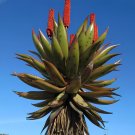 20 Seeds Aloe Turtle Boss Aloe