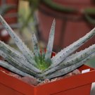 20 Seeds Aloecompressa v schistophylla Succulents Garden Plants