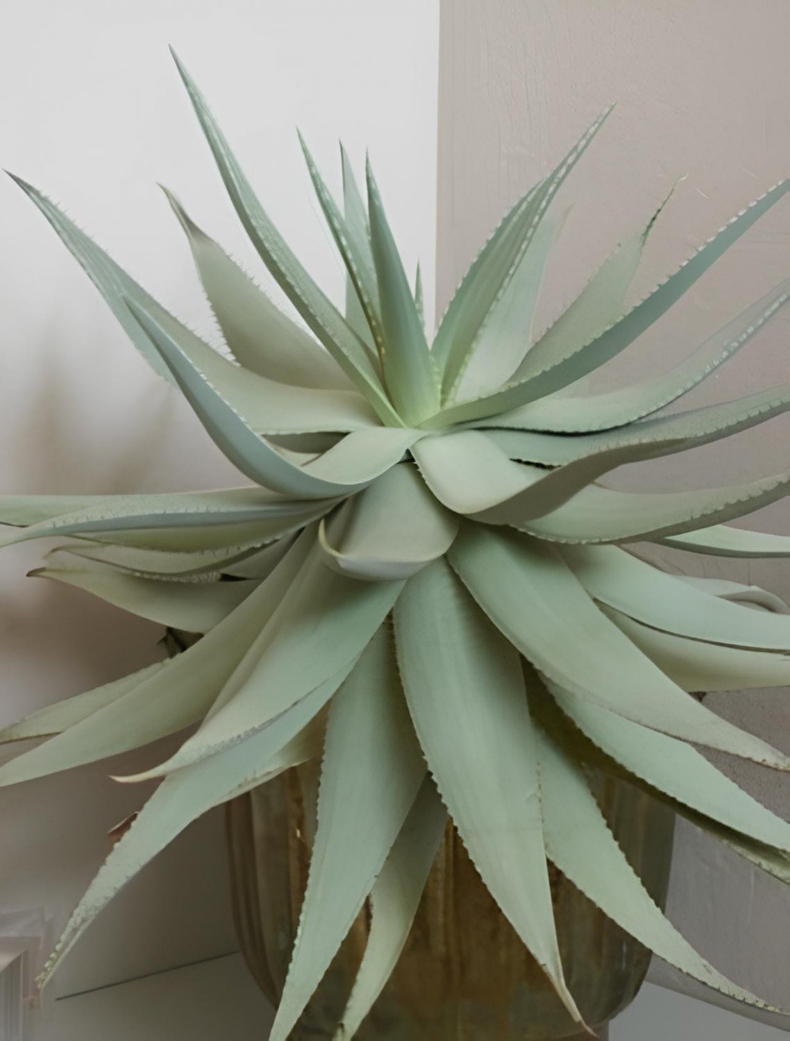 20 Seeds Aloe Hereroensis Succulents Garden Plants
