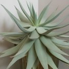 20 Seeds Aloe Hereroensis Succulents Garden Plants