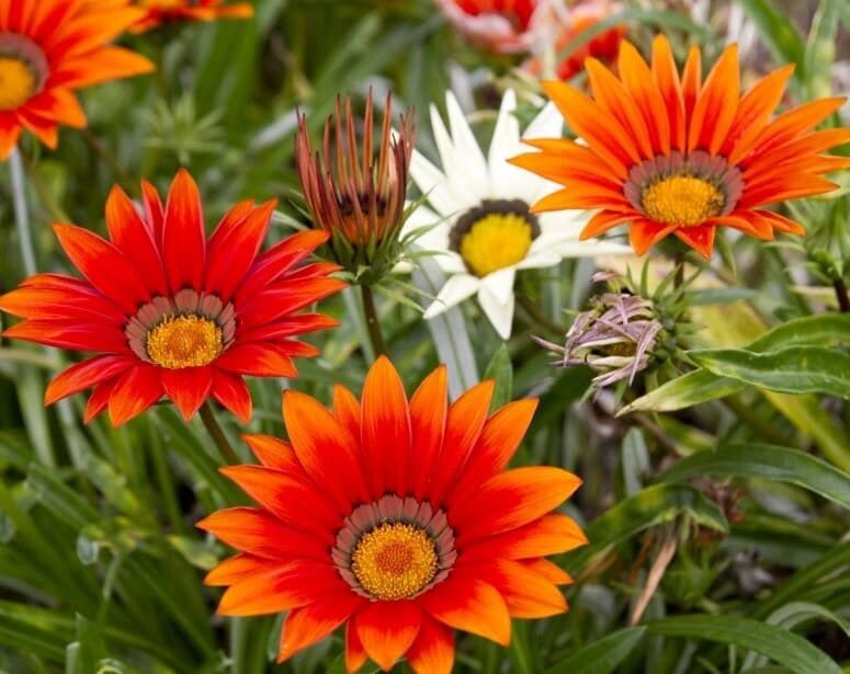 10 Seeds Lucky Gazania Splendens - Mixed Flowers