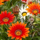 10 Seeds Lucky Gazania Splendens - Mixed Flowers