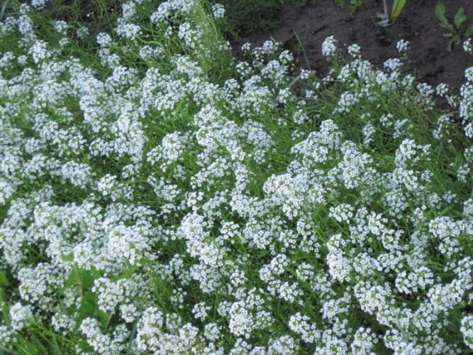 400 Seeds Creeping Thyme Rock CRESS Plant - Mixed Pink and White Colors