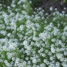 400 Seeds Creeping Thyme Rock CRESS Plant - Mixed Pink and White Colors