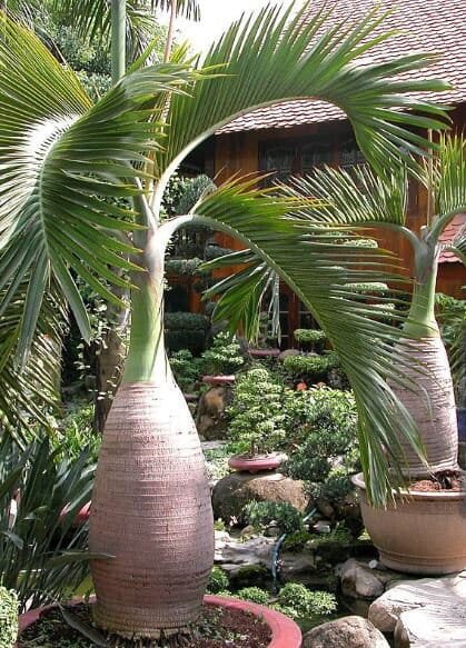 100 Seeds Sago Cycas - Blue Plant