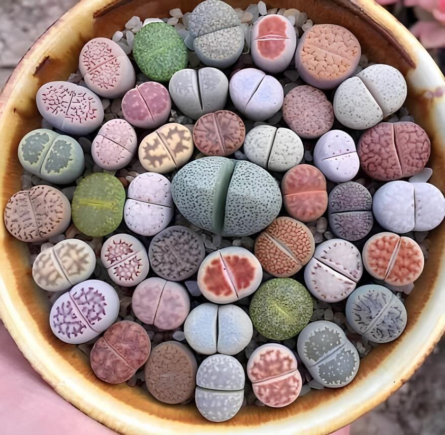 200 Seeds Living Stone Lithops Succulent
