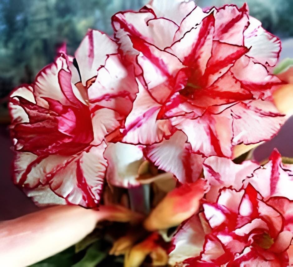 4 Seeds Imported 'Color Bell' Adenium Desert rose