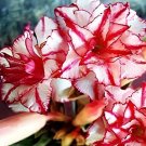 4 Seeds Imported 'Color Bell' Adenium Desert rose