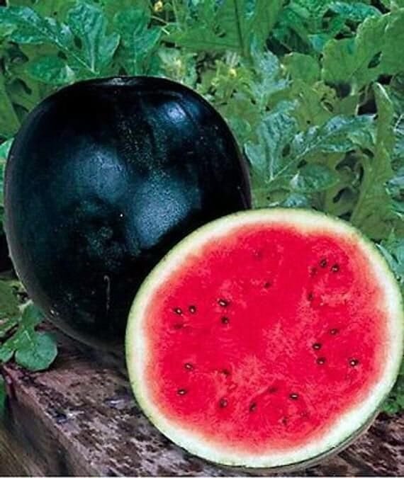 40 Seeds Sugar Baby 'Tangig' Black Watermelon