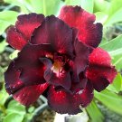 100 Seeds Imported 'Widtge' Black Hot Fire Adenium Dedert Rose