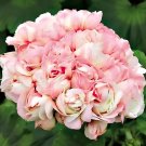 400 Seeds Geranium Flower - Mixed Bi-Colors 8 Types