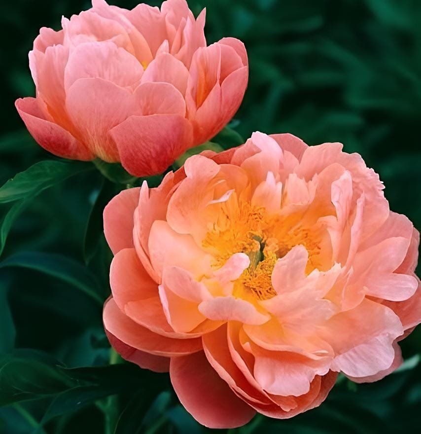 20 Seeds Paeonia Lactiflora - Orange Red Double Peony Flowers