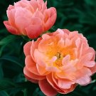 20 Seeds Paeonia Lactiflora - Orange Red Double Peony Flowers