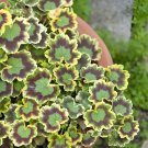 200 Seeds Rare Geranium - Colroful Leaves