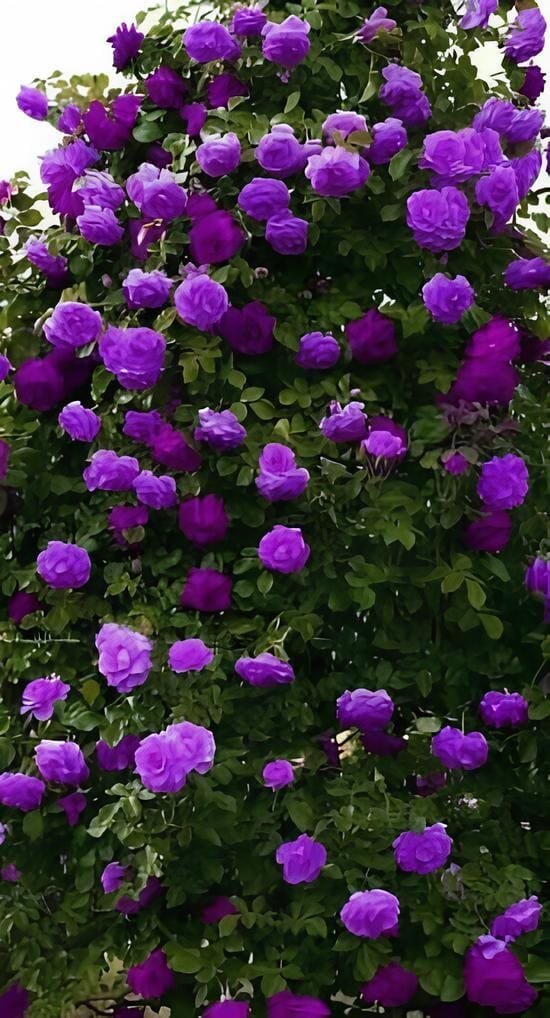 400 Seeds Climbing Geranium Pelargonium - Mixed 8 Colors