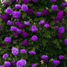 400 Seeds Climbing Geranium Pelargonium - Mixed 8 Colors