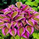400 Seeds Hosta Perennials - Flesh Pink Flowers
