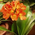 200 Seeds Clivia Flower Mixed 8 Colors