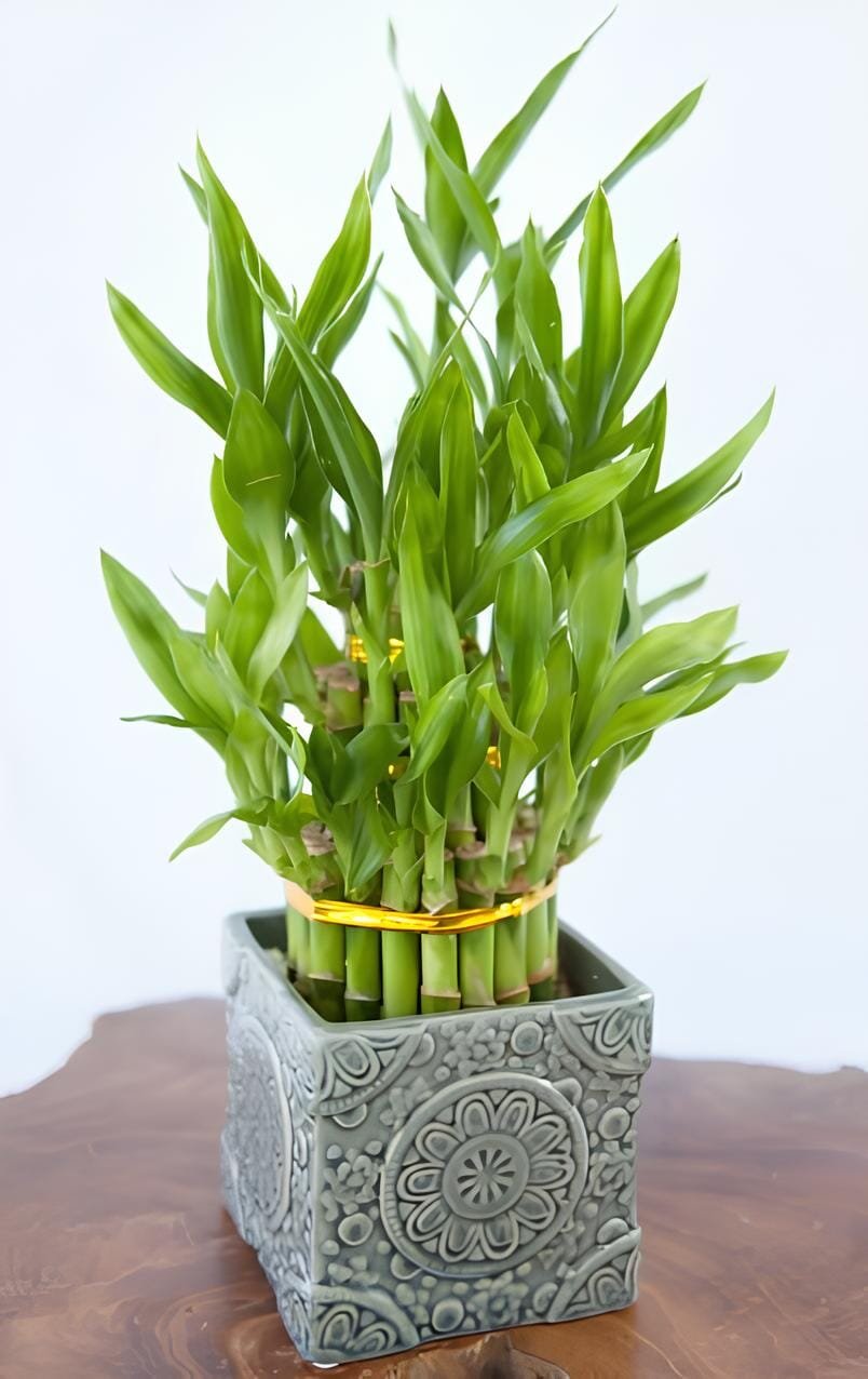 60 Seeds Bamboo Bonsai DIY Bamboo Decorations House Dracaena Garden Potted