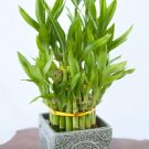 60 Seeds Bamboo Bonsai DIY Bamboo Decorations House Dracaena Garden Potted