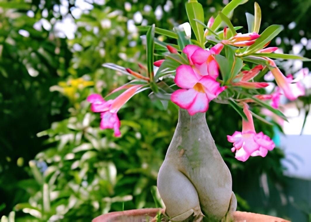 2 Seeds Adenium