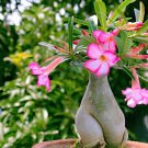 2 Seeds Adenium