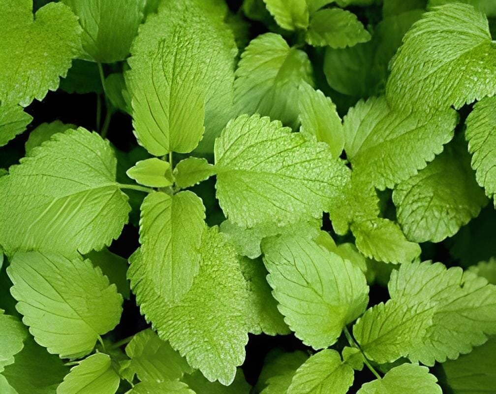 40 Seeds Heirloom Lemon Balm