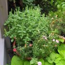 40 Seeds Heirloom 'Bush Fine Leaved' Basil