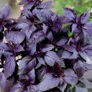 40 Seeds Heirloom Purple Basil (Ocimum Basilicum)