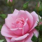 100 Seeds Rose Lovely Pale Pink Rose Flower