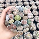 200 Seeds Lithops Mixed 36 Types Imported