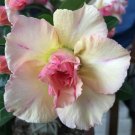 4 Seeds Adenium Light Yellow